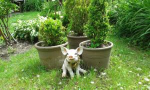 Ospiti di Hôtel Vauban con animali domestici