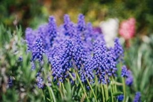 un montón de flores púrpuras en un jardín en Boer en Soltau