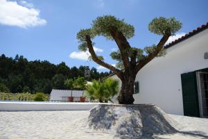 un árbol en medio de un patio en Quinta da Granja Gardener's cottage, en Coímbra