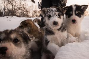 Domácí mazlíčci ubytovaní s hosty v ubytování Snowhotel Kirkenes