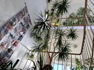 um grupo de vasos de plantas numa escada em Hotel Hilgers em Düren - Eifel