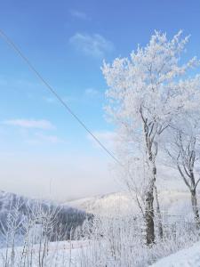 Ein schneebedeckter Baum auf einem Feld in der Unterkunft Haus Schneider in Winterberg