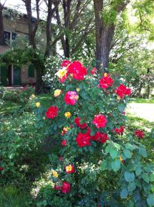 un arbusto de rosas rojas delante de una casa en Casa a Soliera, en Il Cristo