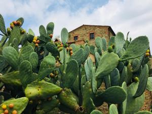 Fotografie z fotogalerie ubytování Casetta tre poderi appartamento Cactus v destinaci Monte Cucco