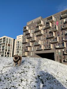 un perro parado en la nieve frente a un edificio en Cute Pug Guest Room, en Copenhague