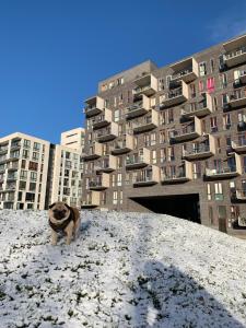 un cane che si trova sulla neve di fronte a un edificio di Cute Pug Guest Room a Copenaghen
