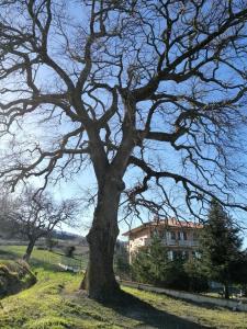 チンゴリにあるAmor di Lavandaの家を背景にした畑の木