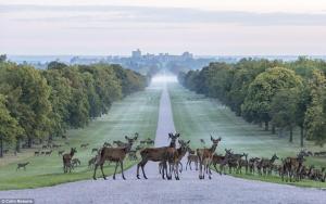 a herd of deer walking down a road at Agars Place, Datchet in Datchet