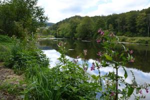 a view of a river with trees in the background at Gîte Le Courtil in Bouillon