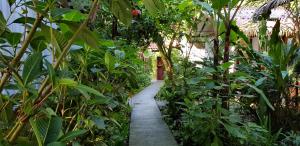 a path through a garden with green plants at Namuwoki Lodge in Puerto Viejo