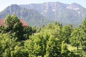 a forest of trees with mountains in the background at Chiemgau Appartements in Inzell