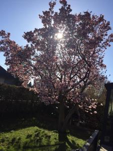 Un árbol en un patio con el sol detrás. en RELAX APPARTEMENT - Graz, en Graz