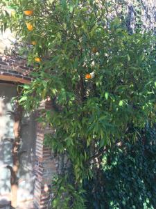 an orange tree with lots of oranges on it at Mas Seguilla in Cistella