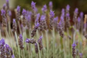 a bunch of purple flowers in a field at Posta de Purmamarca in Purmamarca