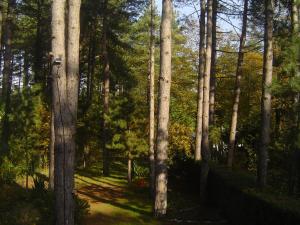 a forest of trees with a path in the middle at Maison Sapinettes in Quend +4 photos