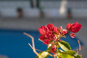 Galeriebild der Unterkunft Villa Ritter - three bedroom with private pool - by Holiday Rentals Villamar in Benissa