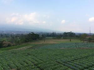 ein Grünland auf einem Hügel in der Unterkunft Villa Mutiara Batu in Batu