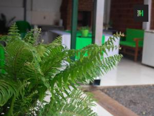 una planta verde en medio de una habitación en Helecho's Hostal, en Encarnación