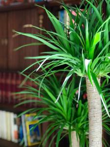 a green plant in a white vase at Moon and Chalice Boutique Hotel in Kunming