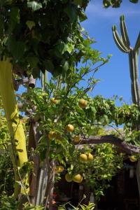 A garden outside Maro Apartments Arillas Corfu
