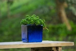 een blauwe pot met een plant op een houten tafel bij O Vale in Ericeira