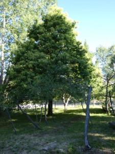 a tree in the middle of a field at Cabaña de montaña in Potrerillos