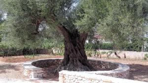 A garden outside Casa Polinisso