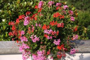 un bouquet di fiori rosa e rossi su una panchina di Villa Patrizia a Moncalvo