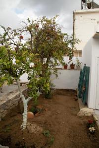 A garden outside Iliopetra House