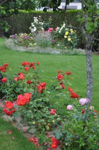un jardín lleno de rosas rojas en un patio en Maison de charme, en Binic