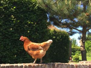 Galeriebild der Unterkunft Bed and breakfast Zathe De Spieker in Itens