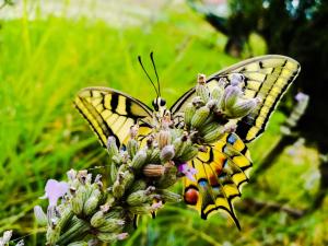 Zahrada ubytování Domus Langhe B&B