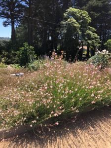 a field of pink flowers in a garden at The Old Coolstore - Braeburn Apt in Merricks North