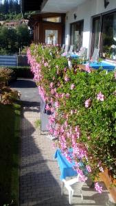 Zahrada ubytování Pension Brix