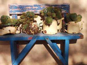 a blue table with a bunch of cactuses in pots at Terra Rouge Guestfarm in Koës