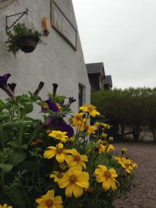 a bunch of yellow flowers in front of a building at The Neuk in Portlethen