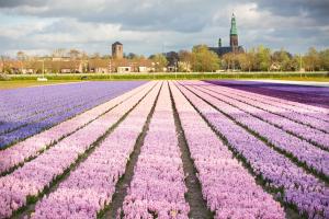 a field of purple tulips with a church in the background at Bungalowverhuur 't Lappennest in Noordwijk