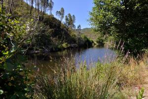 un fiume in mezzo a un campo alberato di REFÚGIO DO RAPOSO/CASA DA RIBEIRA (AGROTURISMO) a Proença-a-Nova