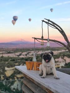 un chien pug assis sur une table avec des ballons à air chaud dans l'établissement Wish Cappadocia, à Uçhisar