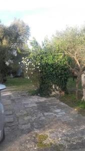 A garden outside Casa Polinisso