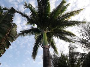 una palmera con el cielo en el fondo en ti case gwada location, en Sainte-Anne