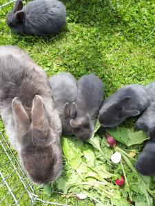 Tiere in diesem Bauernhof oder in der Nähe