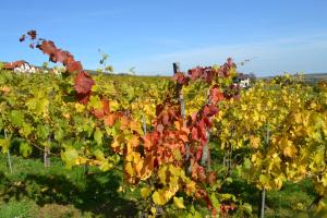 a bunch of grape vines in a field at Kleines Kellerstöckl Nimm 2 in Rechnitz