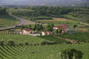 a view of a vineyard with a road and a village at Agriturismo Barbarino in Vinci