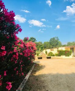 a garden with pink flowers and a building at Bungalows Filippi in Porto-Vecchio