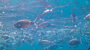 a large group of fish in the water at Scugnizza Smeralda in Cannigione