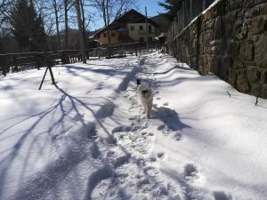 a dog walking down a snow covered road at B&b La Violetta in SantʼAnna Pelago