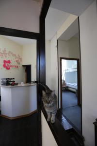 a cat sitting on a counter in front of a mirror at Sakura Inn in Fergana