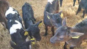 a group of cows eating hay in a field at Slane Farm Hostel, Cottages and Camping in Slane