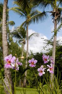 Young Island Resort外面的花园